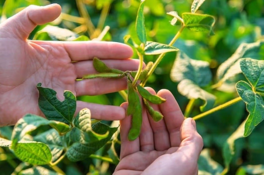 Overcoming challenges in growing salvias - practical solutions for a successful garden.