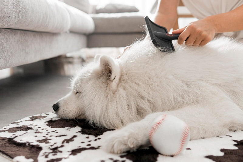 The Ultimate Guide to Removing Pet Hair from Your Home