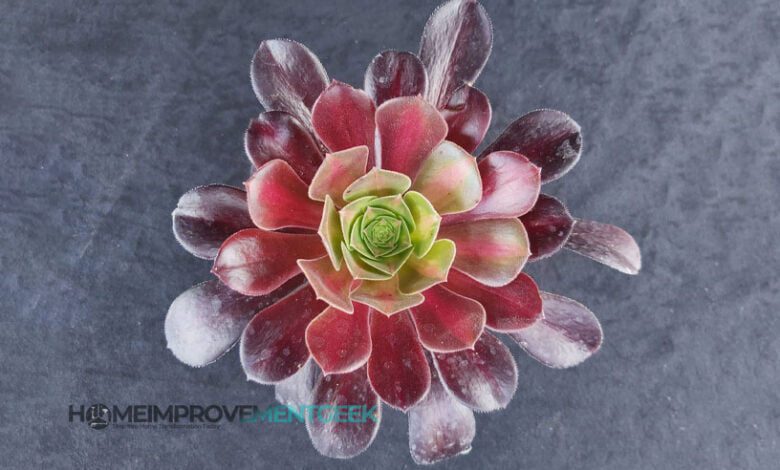 10 Golden Rules for Watering Aeonium