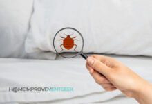 What Are the Most Effective Treatments for Bed Bugs?