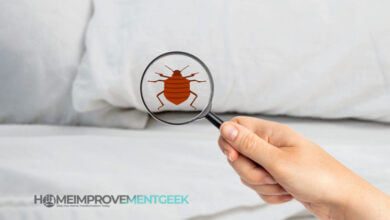 What Are the Most Effective Treatments for Bed Bugs?