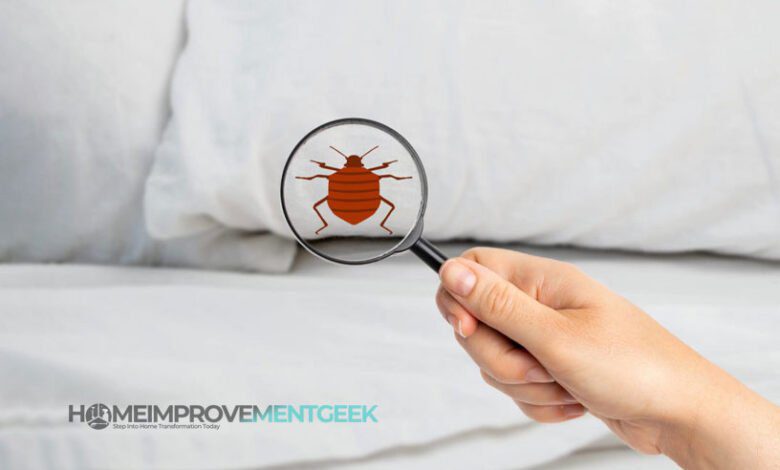 What Are the Most Effective Treatments for Bed Bugs?