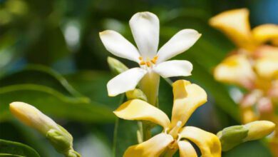 A Complete Guide to Grow Australian Native Frangipani