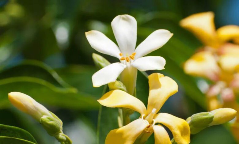 A Complete Guide to Grow Australian Native Frangipani