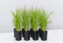 The Complete Guide to Growing Lomandra ‘Lime Tuff’
