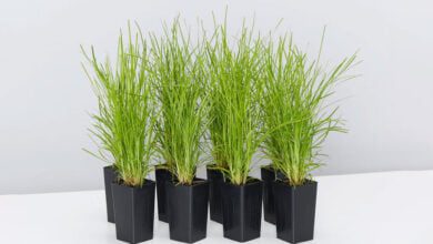 The Complete Guide to Growing Lomandra ‘Lime Tuff’