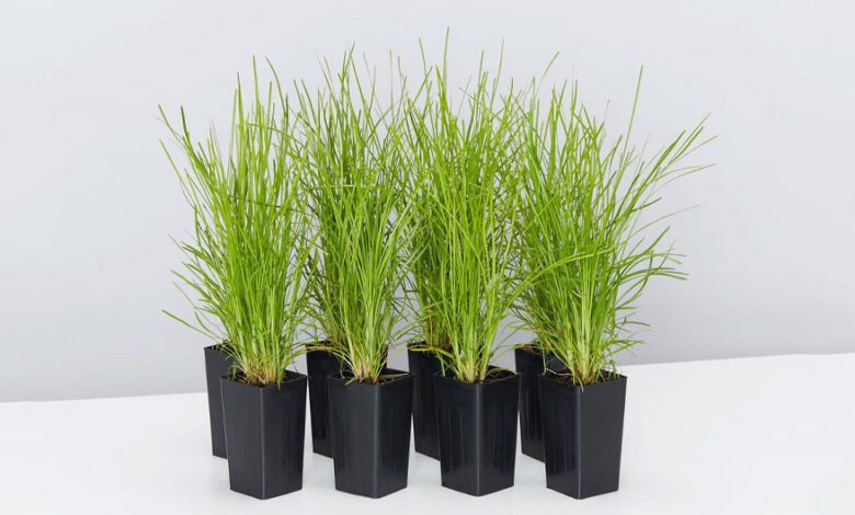 The Complete Guide to Growing Lomandra ‘Lime Tuff’