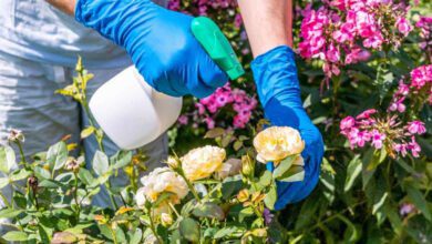 Protecting Sensitive Plants with Neem Oil Nuances in Your Garden