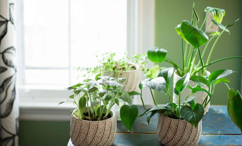 Maximize Garden Beauty with Plants Thriving in the Afternoon Sun