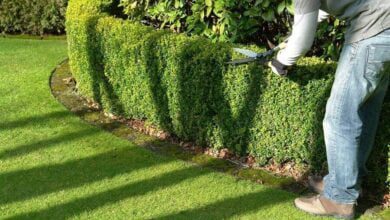 professional landscaping services