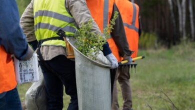 Professional workers using innovative tree planting techniques with protective barriers around saplings