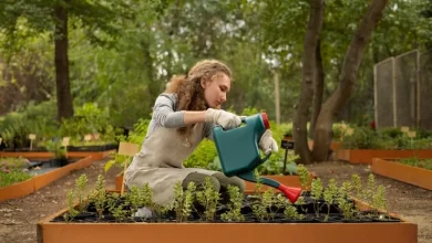 How to Start Vegetable Garden in Your Backyard