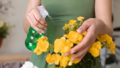 Natural cleaning products displayed on wooden shelf including eco-friendly spray bottles and green cleaning supplies