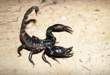 Image of , Home Safety, on HomeImprovementGeek.