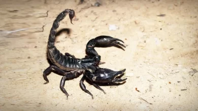 Image of , Featured, on HomeImprovementGeek.