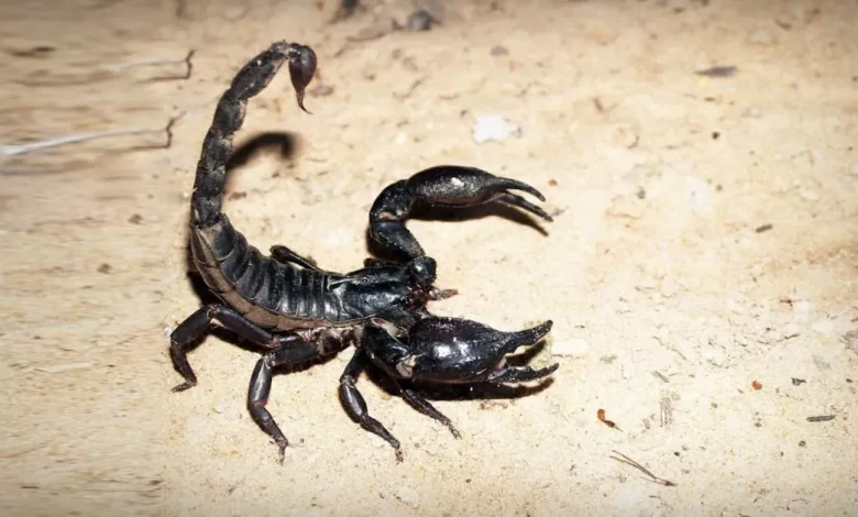 How to Identify Scorpions Commonly Found in Residential Areas - Featured | HomeImprovementGeek Image of , Featured, on HomeImprovementGeek.