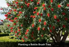 Red bottle brush tree flowers with bright cylindrical blooms planted in garden with green foliage