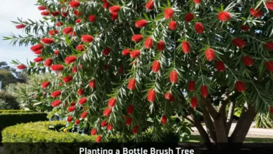 Red bottle brush tree flowers with bright cylindrical blooms planted in garden with green foliage