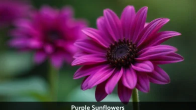 Purple Sunflowers with burgundy petals and dark centers growing in a sunny garden bed
