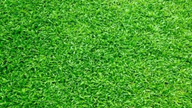 Image of , Gardening, on HomeImprovementGeek.