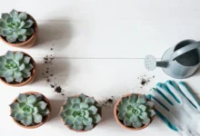 Succulent care essentials with healthy succulents in terracotta pots, watering can, and gardening tools on white background