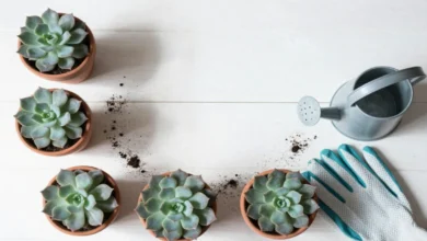 Succulent care essentials with healthy succulents in terracotta pots, watering can, and gardening tools on white background
