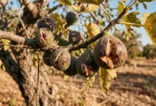 Damaged and overripe figs hanging on a branch in an Apulian orchard affected by Italian fig crop loss