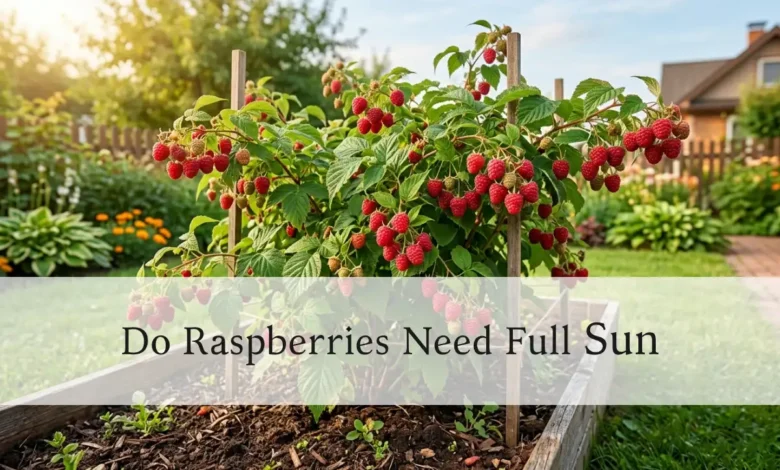 Ripe red raspberries growing on a healthy bush in full sun in a home garden