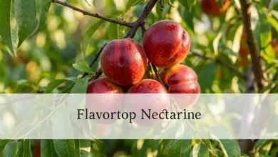 Ripe Flavortop nectarines hanging on a tree branch in summer sunlight