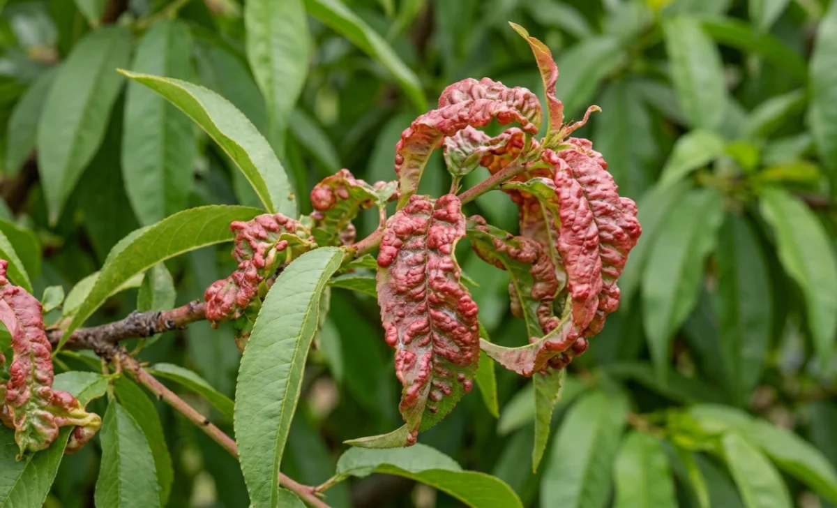 Nectarine tree leaves showing symptoms of peach leaf curl disease
