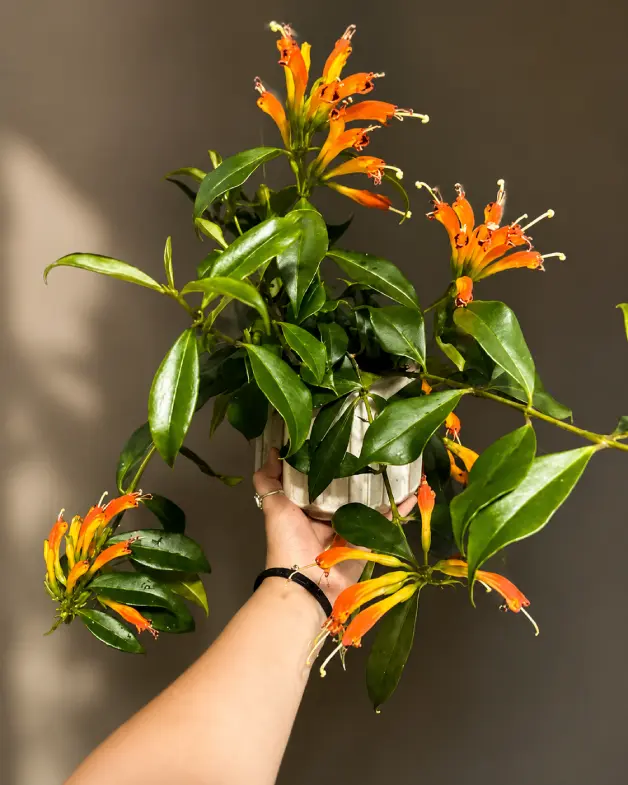 Lipstick Plant Varieties: A Complete Guide for Home Growers - Gardening | HomeImprovementGeek Coral Flame lipstick plant with coral-toned tubular blooms and cupped leaves