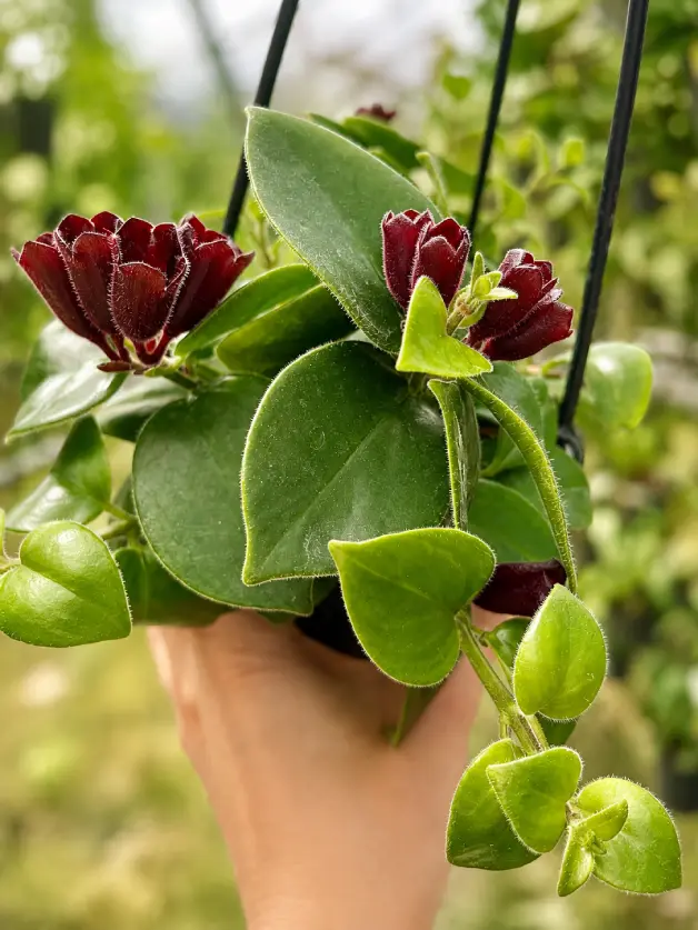 Lipstick Plant Varieties: A Complete Guide for Home Growers - Gardening | HomeImprovementGeek Curly Q Krakau lipstick plant with twisted glossy dark green leaves and red flowers