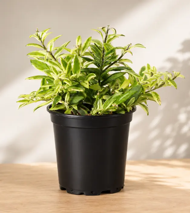 Lipstick Plant Varieties: A Complete Guide for Home Growers - Gardening | HomeImprovementGeek Bolero Bicolor lipstick plant with two-tone red and orange tubular flowers