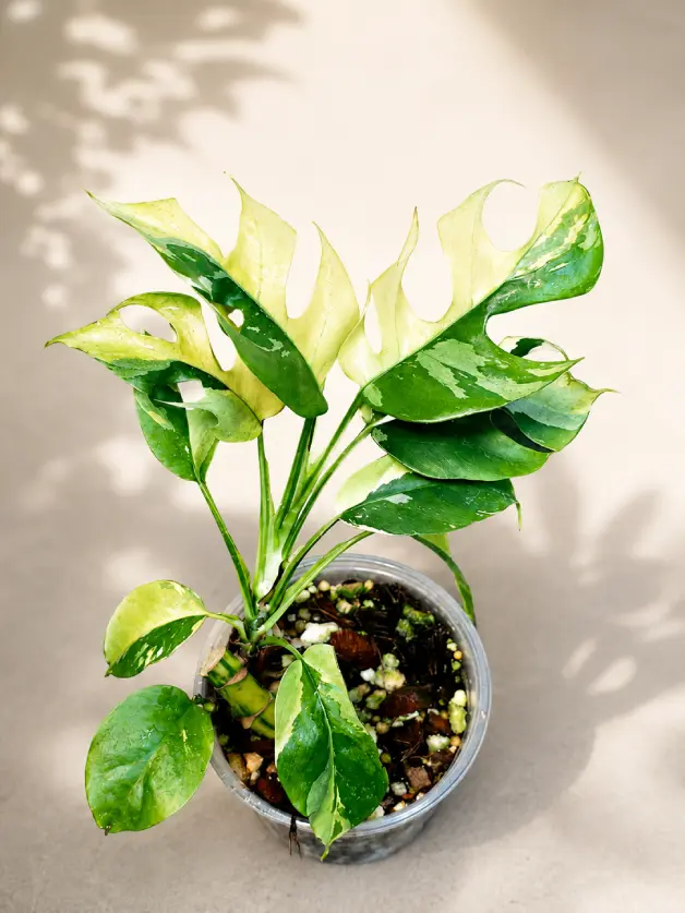 Lipstick Plant Varieties: A Complete Guide for Home Growers - Gardening | HomeImprovementGeek Mini variegated lipstick plant with gold-flecked leaves and small red-orange flowers