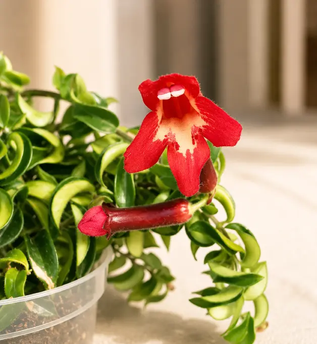 Lipstick Plant Varieties: A Complete Guide for Home Growers - Gardening | HomeImprovementGeek Raspberry Ripple lipstick plant with pink and cream marbled foliage