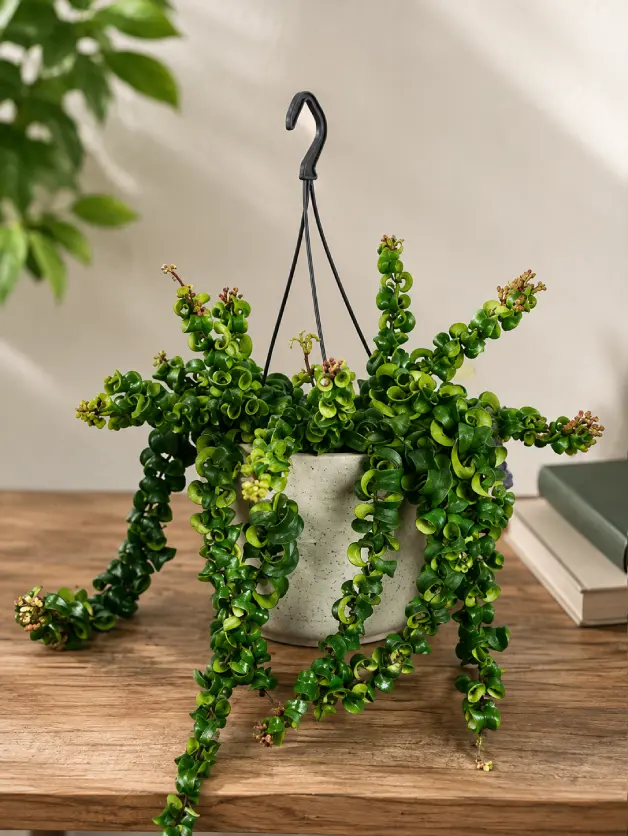 Lipstick Plant Varieties: A Complete Guide for Home Growers - Gardening | HomeImprovementGeek Rasta Twister lipstick plant with tightly curled waxy green leaves