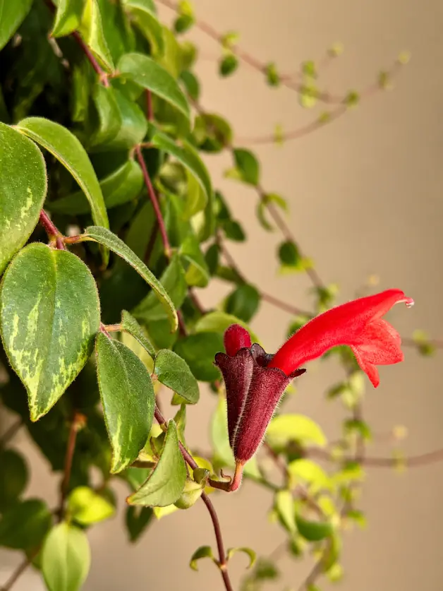 Lipstick Plant Varieties: A Complete Guide for Home Growers - Gardening | HomeImprovementGeek Cassiopeia lipstick plant with red-orange flowers emerging from reddish-purple tubes