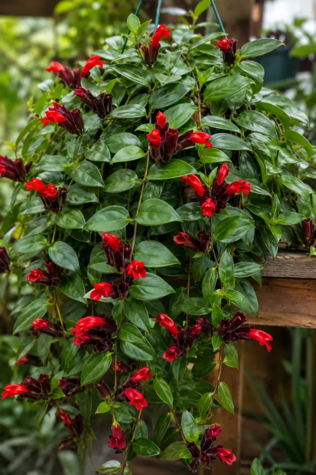 Lipstick Plant Varieties: A Complete Guide for Home Growers - Gardening | HomeImprovementGeek Mona Lisa lipstick plant with red-orange tubular flowers against glossy dark green leaves
