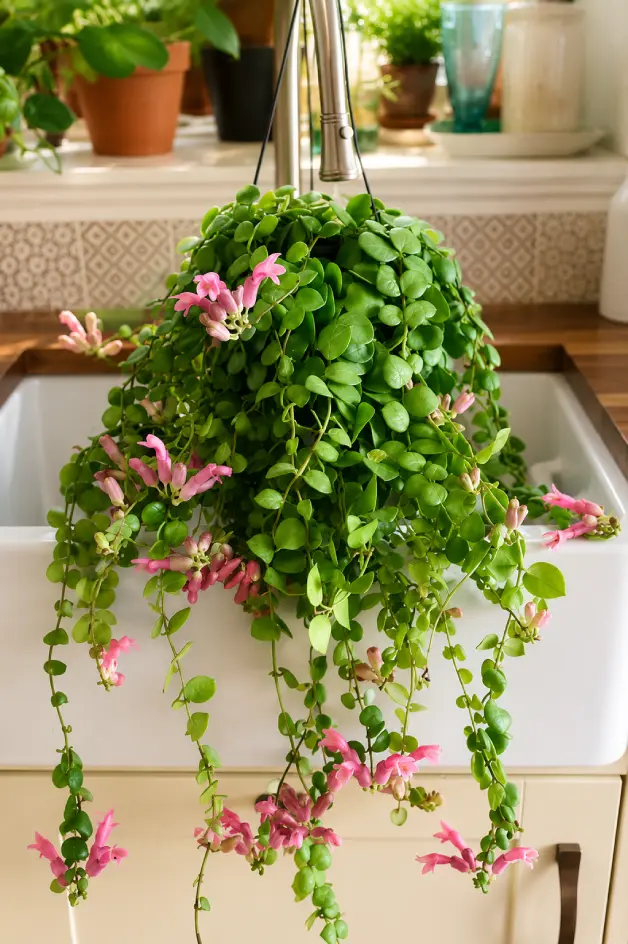 Lipstick Plant Varieties: A Complete Guide for Home Growers - Gardening | HomeImprovementGeek Pink Polka lipstick plant with pink variegated heart-shaped leaves and coral flowers