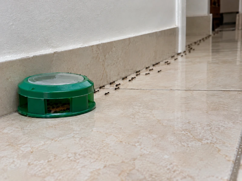 Ant Bait Attracting More Ants? What Is Normal - Pest Control | HomeImprovementGeek Ant bait left near an active ant trail while ants pass around it without entering the bait station