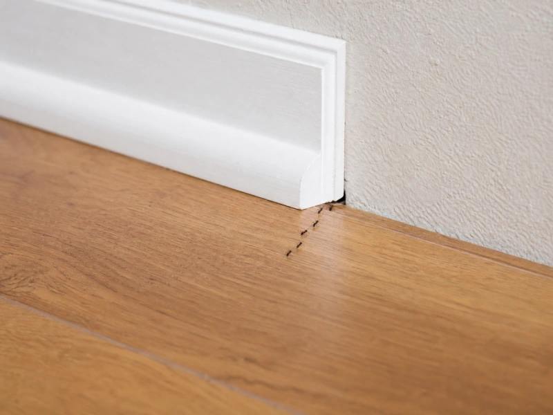 Household ants emerging from a crack beside a white baseboard on a warm wood floor