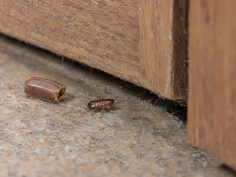 Cockroach nymph beside an empty brown egg case in a narrow kitchen cabinet crevice.