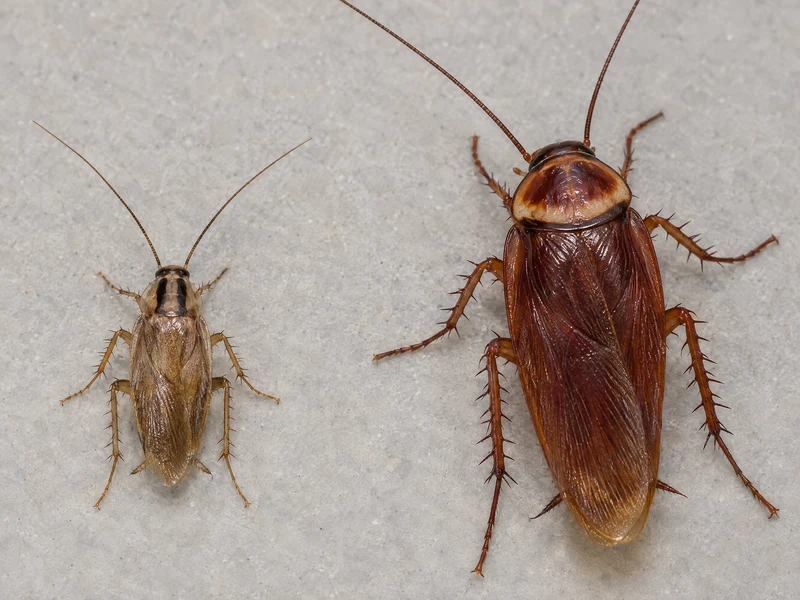Two cockroaches showing the distinct markings behind the head, highlighting differences in color and pattern used for identification