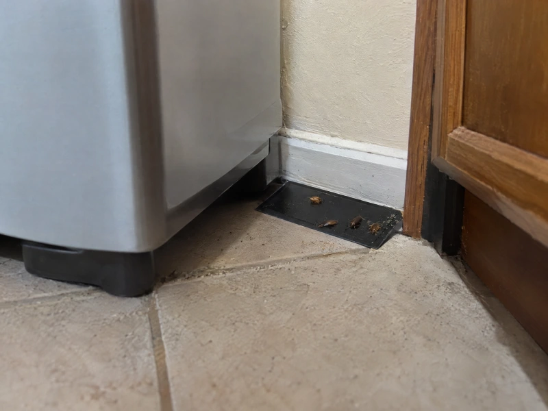 Cockroach monitors placed beside a large kitchen appliance near a wall and doorway, with several roaches caught on the sticky trap. The monitor helps identify where cockroach activity is concentrated and provides a visible count of insects, making it easier to confirm the location and scale of an infestation.
